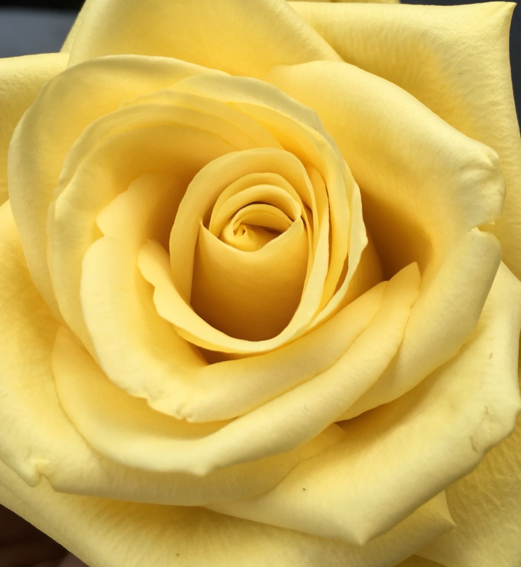 Burlington / Cellos.